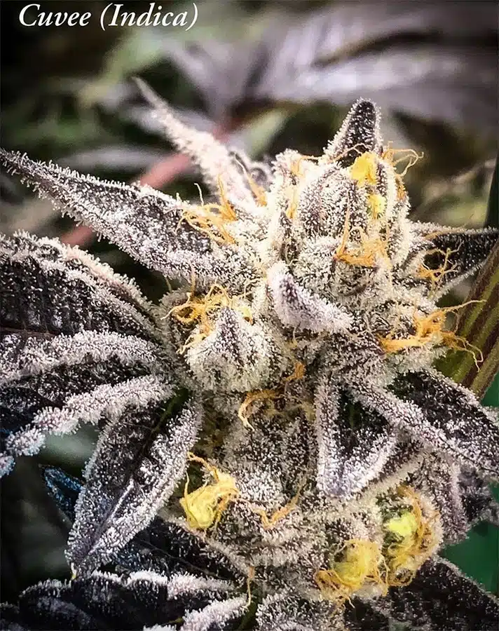 Cuvee Autoflowering Feminized Marijuana Seeds | Cuvee Autoflowering Strain | The Seed Fair