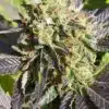 Dance World CBD Feminized Marijuana Seeds | Dance World | The Seed Fair