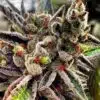Darth Vader OG Autoflowering Feminized Marijuana Seeds | Darth Vader | The Seed Fair