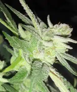 Dawgfather OG Autoflowering Feminized Marijuana Seeds | The Seed Fair