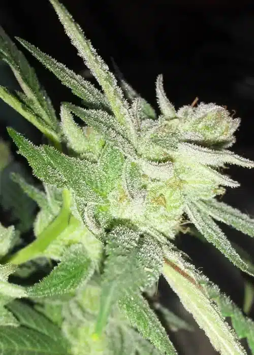 Dawgfather OG Autoflowering Feminized Marijuana Seeds | The Seed Fair