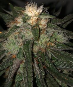 Death Bubba Autoflowering Feminized Marijuana Seeds | Death Bubba | The Seed Fair