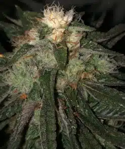 Death Bubba Autoflowering Feminized Marijuana Seeds | Death Bubba | The Seed Fair