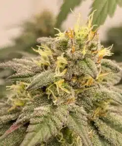 Descojack Feminized Cannabis Seeds | Descojack Strain | The Seed Fair