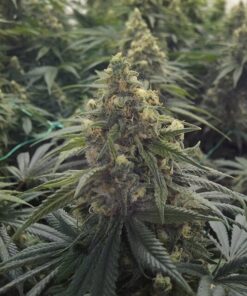 Desert Diesel Feminized Cannabis Seeds | Desert Diesel Strain | The Seed Fair