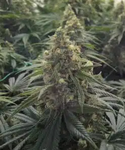 Desert Diesel Feminized Cannabis Seeds | Desert Diesel Strain | The Seed Fair