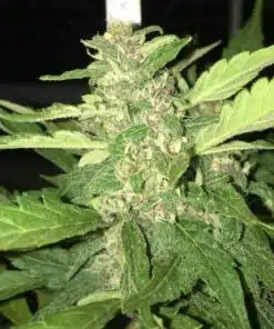 Desfrán Feminized Cannabis Seeds | Desfran Feminized Strain | The Seed Fair