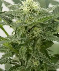 Dinamex Feminized Cannabis Seeds | Dinamex Feminized Strain | The Seed Fair