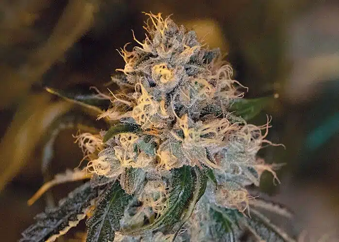Dizzy OG Autoflowering Feminized Marijuana Seeds | Dizzy OG Strain | The Seed Fair