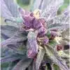 DJ Short Blueberry Autoflowering Feminized Marijuana Seeds | The Seed Fair