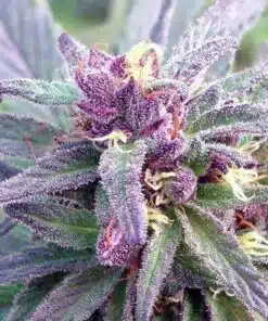 DJ Short Blueberry Autoflowering Feminized Marijuana Seeds | The Seed Fair