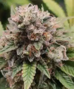 Do-Sweet-Dos Feminized Cannabis Seeds | Do- Sweet-Dos Strain | The Seed Fair