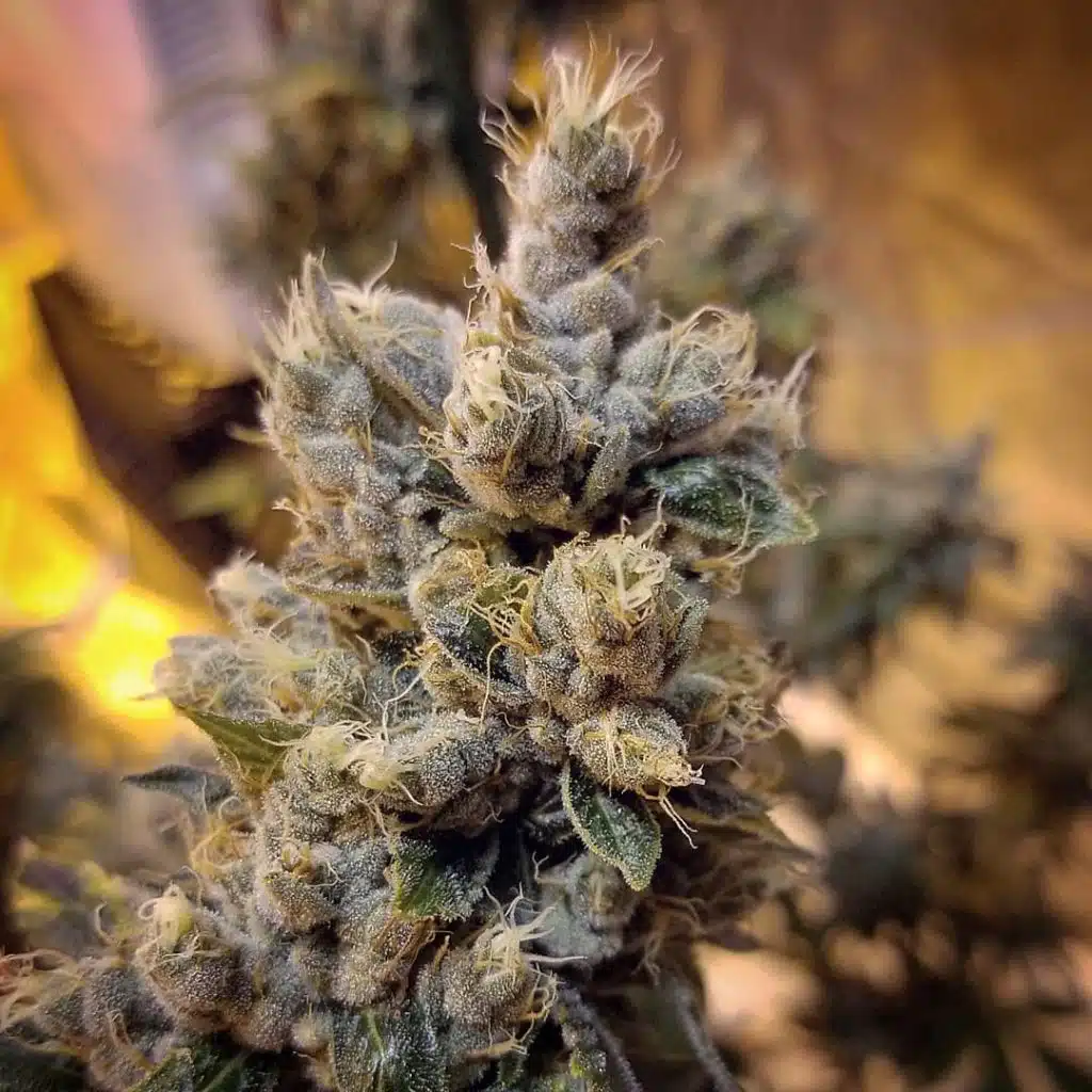 Dogwalker OG AutoFlowering Marijuana Seeds | Dogwalker OG Strain | The Seed Fair