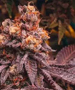 Dos Si Dos 33 Feminized Cannabis Seeds | Do Si Dos Strain | The Seed Fair