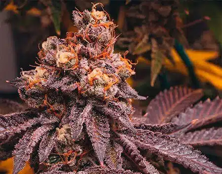 Dos Si Dos 33 Feminized Cannabis Seeds | Do Si Dos Strain | The Seed Fair