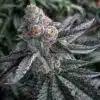 Dosi Cookies Feminized Cannabis Seeds | Dosi Cookies Strain | The Seed Fair