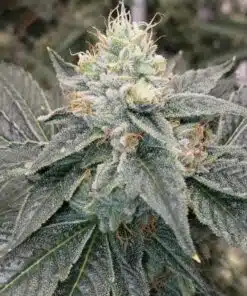 Double Dutch Feminized Cannabis Seeds | Double Dutch Strain | The Seed Fair