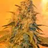 Dragon’s Breath AutoFlowering Marijuana Seeds | Dragon's Breath Strain | The Seed Fair