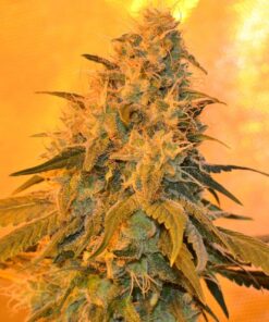 Dragon’s Breath AutoFlowering Marijuana Seeds | Dragon's Breath Strain | The Seed Fair