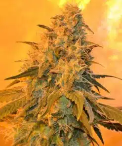 Dragon’s Breath AutoFlowering Marijuana Seeds | Dragon's Breath Strain | The Seed Fair