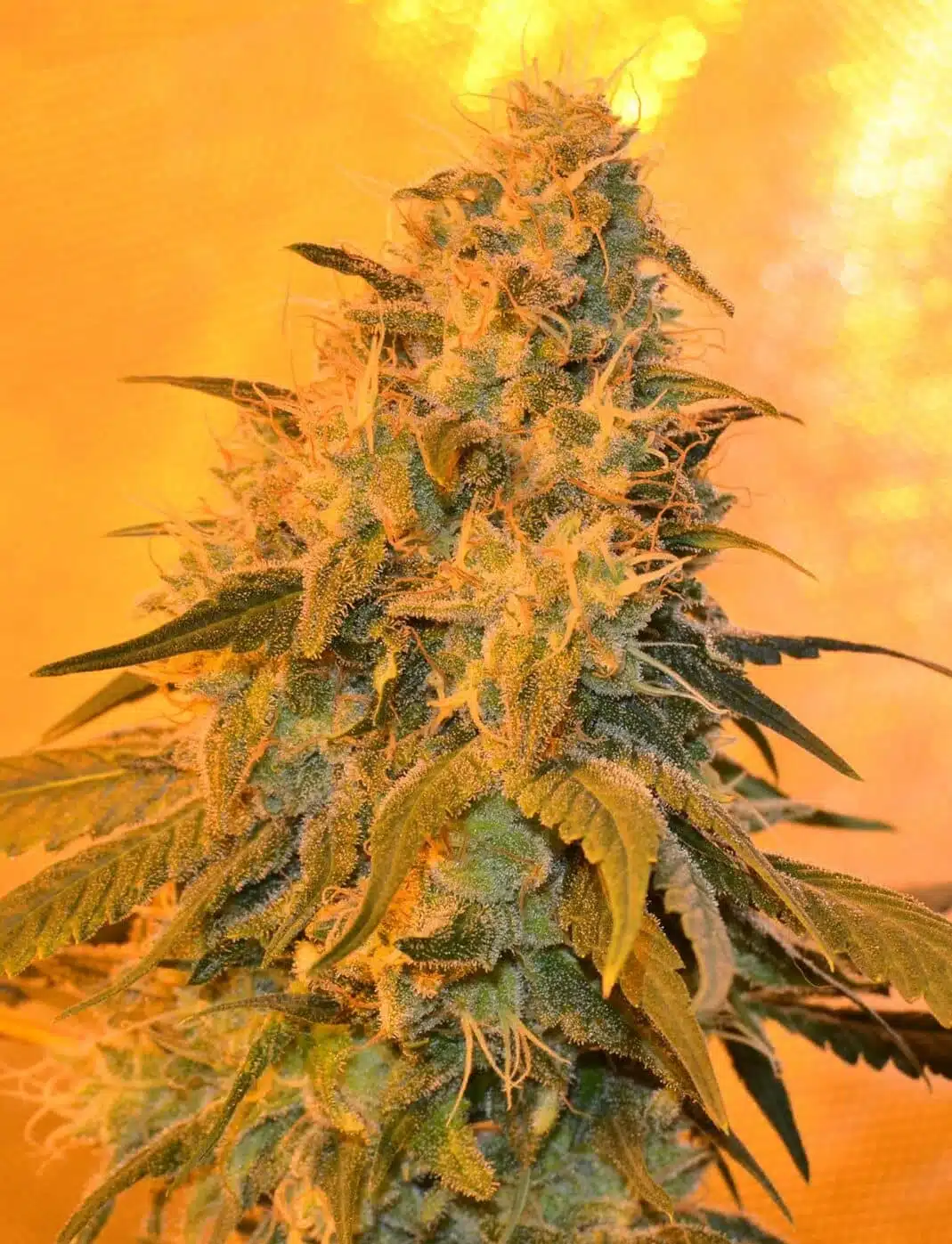 Dragon’s Breath AutoFlowering Marijuana Seeds | Dragon's Breath Strain | The Seed Fair
