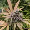 Dream Berry AutoFlowering Marijuana Seeds | Dream Berry Strain | The Seed Fair