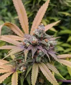 Dream Berry AutoFlowering Marijuana Seeds | Dream Berry Strain | The Seed Fair