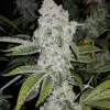 El Chapo Feminized Cannabis Seeds | El Chapo Strain | The Seed Fair