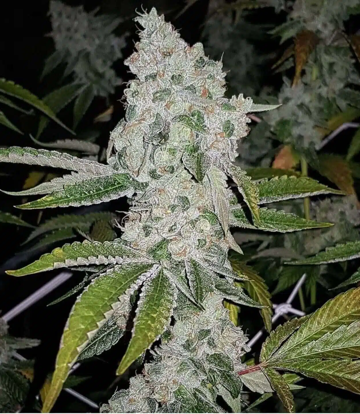 El Chapo Feminized Cannabis Seeds | El Chapo Strain | The Seed Fair