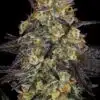 El Dorado OG Feminized Cannabis Seeds | EI Dorado OG Strain | The Seed Fair