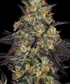 El Dorado OG Feminized Cannabis Seeds | EI Dorado OG Strain | The Seed Fair