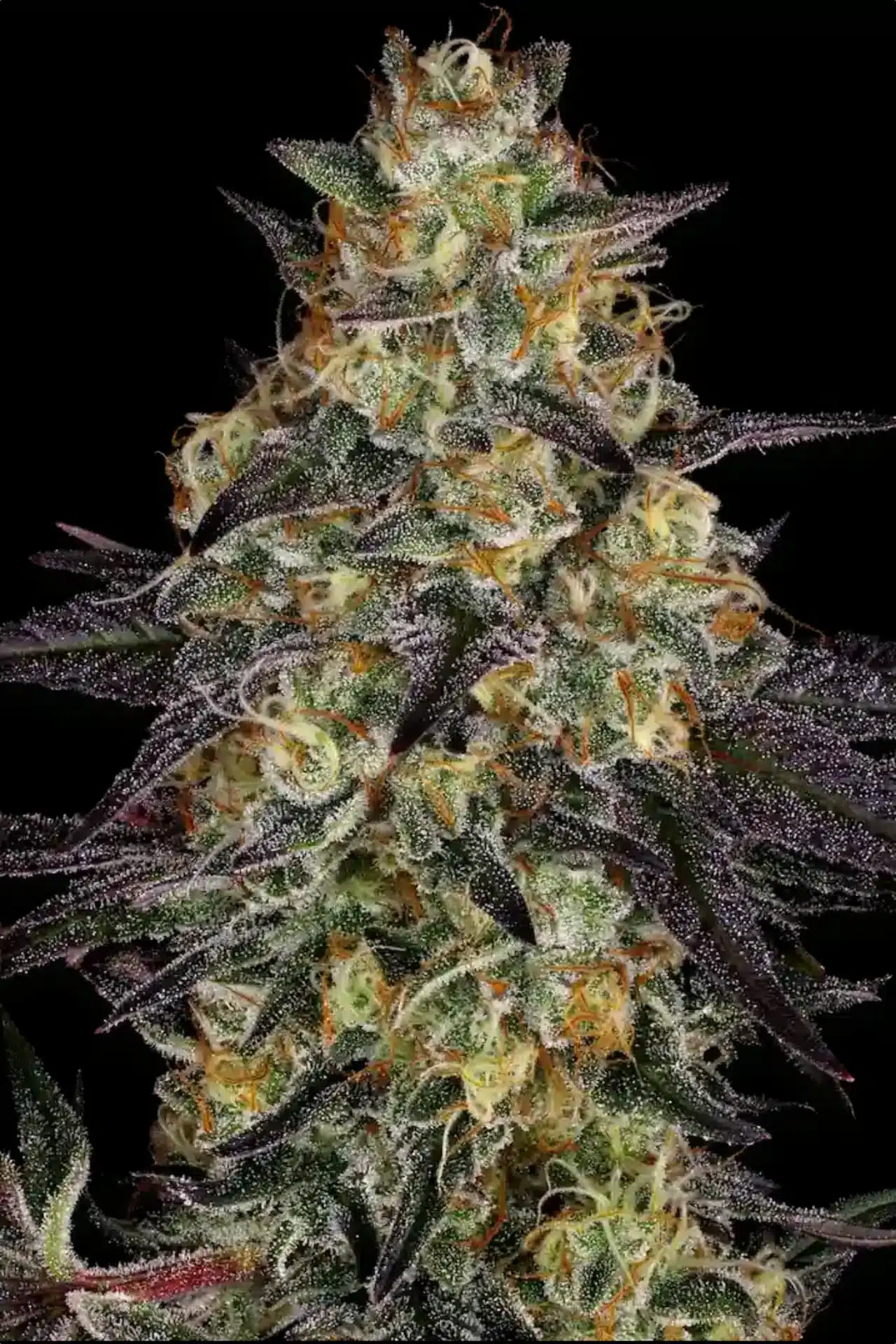 El Dorado OG Feminized Cannabis Seeds | EI Dorado OG Strain | The Seed Fair