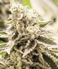 Euphoria Cookies Autoflower Seeds