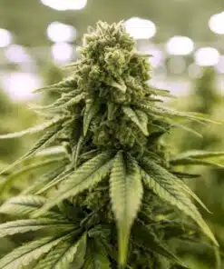 Euphoria Feminized Cannabis Seeds | Euphoria Feminized Strain | The Seed Fair