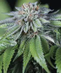 Ewe-2 Feminized Cannabis Seeds | Ewe-2 Feminized Strain | The Seed Fair