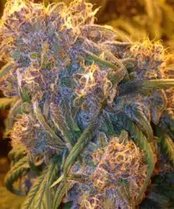 Fat Purple Autoflowering Feminized Marijuana Seeds | Fat Purple Strain | The Seed Fair