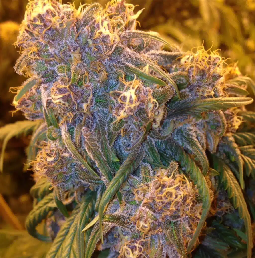 Fat Purple Autoflowering Feminized Marijuana Seeds | Fat Purple Strain | The Seed Fair