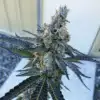 Faygo Red Pop Autoflowering Feminized Marijuana Seeds | Faygo Red | The Seed Fair
