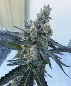 Faygo Red Pop Autoflowering Feminized Marijuana Seeds | Faygo Red | The Seed Fair