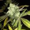 Florida Gold Feminized Cannabis Seeds | Florida Gold Strain | The Seed Fair