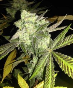 Florida Gold Feminized Cannabis Seeds | Florida Gold Strain | The Seed Fair