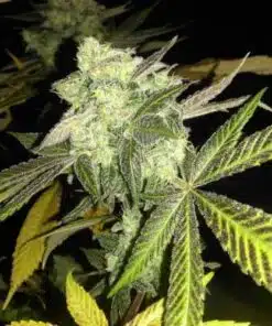 Florida Gold Feminized Cannabis Seeds | Florida Gold Strain | The Seed Fair