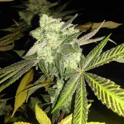 Florida Gold Feminized Cannabis Seeds | Florida Gold Strain | The Seed Fair