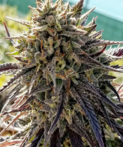 Florida Lemon Feminized Cannabis Seeds | Florida Lemon Strain | The Seed Fair