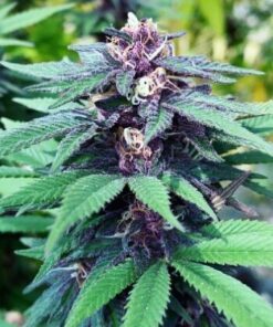 Forest Dream Feminized Cannabis Seeds | Forest Dream Strain | The Seed Fair