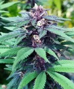 Forest Dream Feminized Cannabis Seeds | Forest Dream Strain | The Seed Fair
