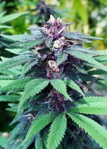 Forest Dream Feminized Cannabis Seeds | Forest Dream Strain | The Seed Fair