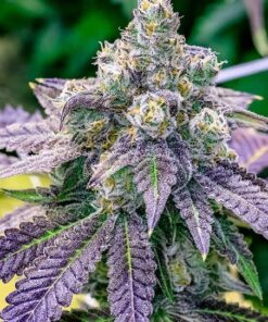FPOG AutoFlowering Marijuana Seeds | FPOG Autoflowering Strain | The Seed Fair
