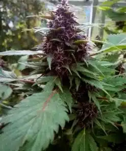Frisian Duck Feminized Cannabis Seeds | Frisian Duck Strain | The Seed Fair