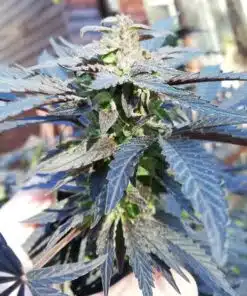 Fruit Spirit Feminized Cannabis Seeds | Fruit Spirit Strain | The Seed Fair